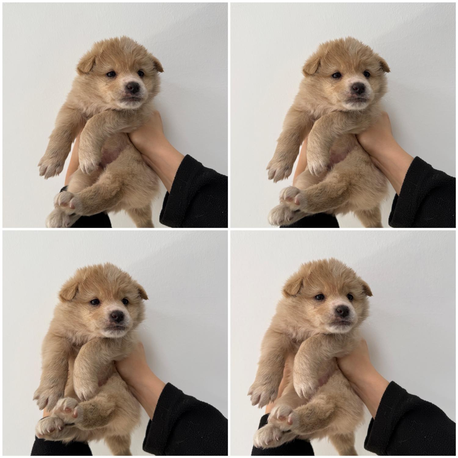 믹스견 이미지 파일 입니다.